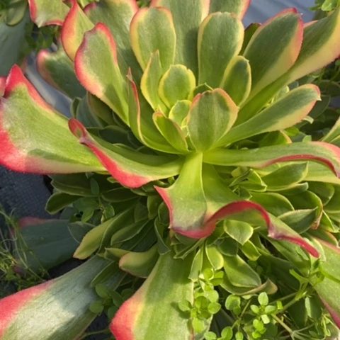 478特斯拉满25包邮多肉