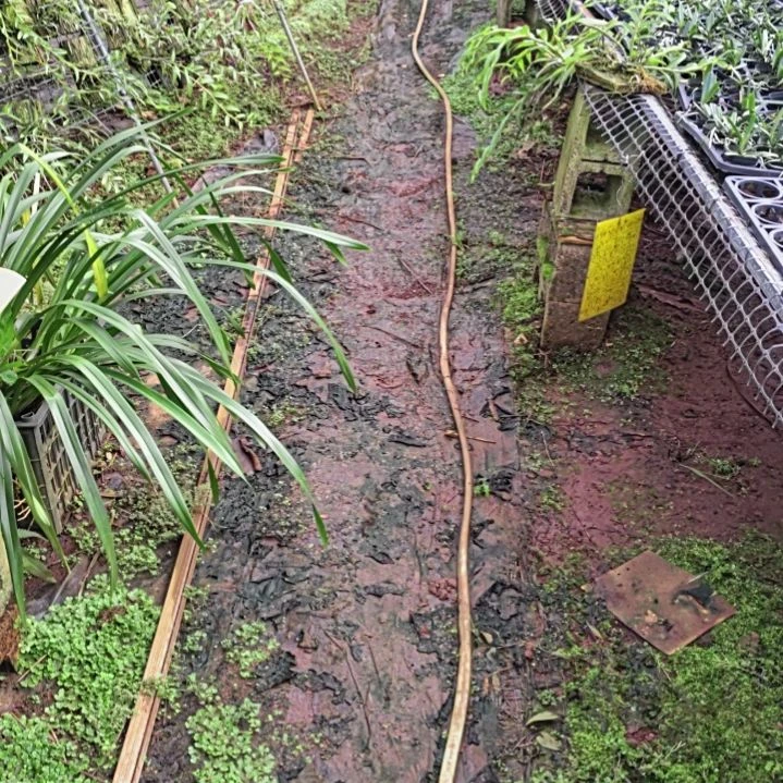 完全开放泼墨红小町一颗漂亮的