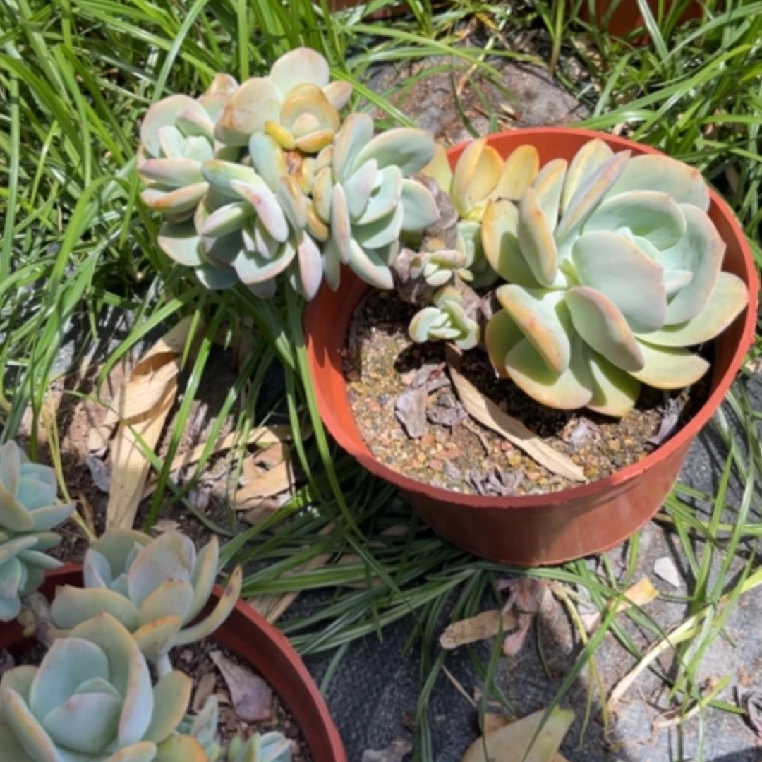 【闪购商品】三*?凤