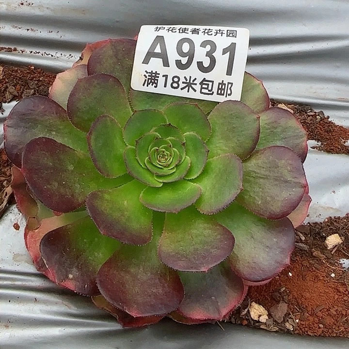 多肉法师雨菏朵朵