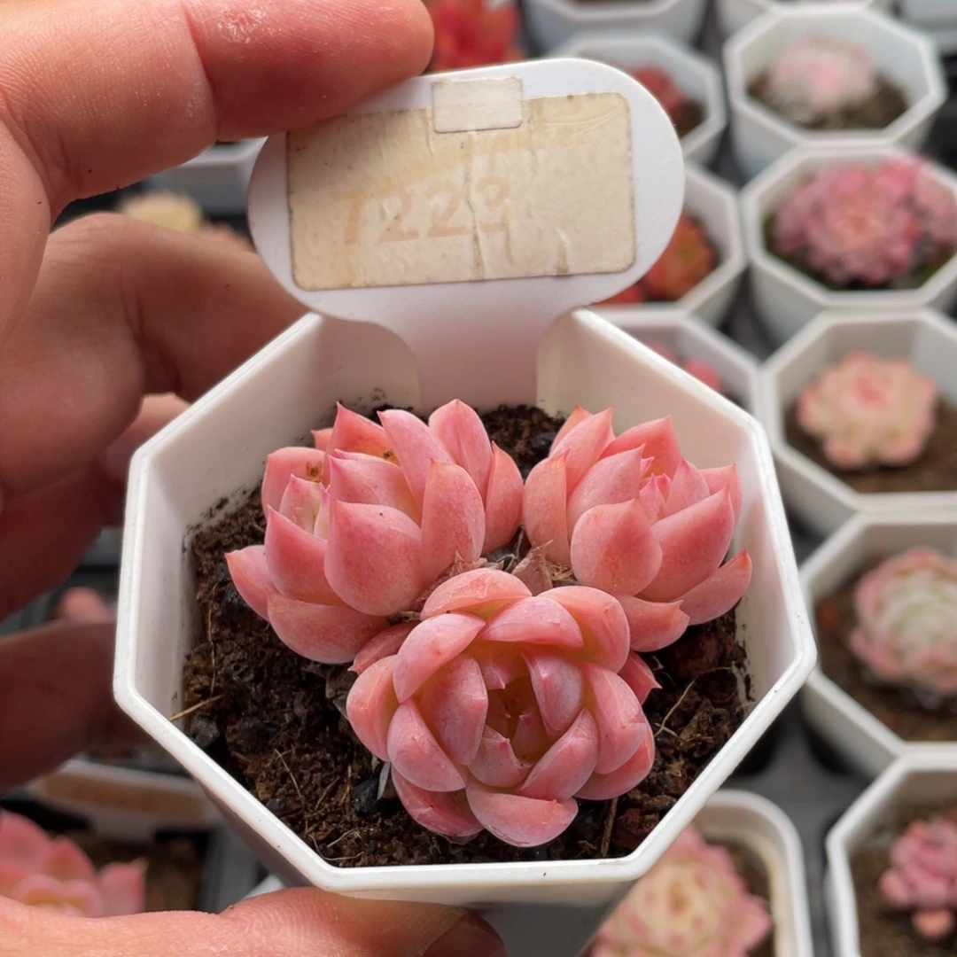 冰雪女王7223-5.5厘米