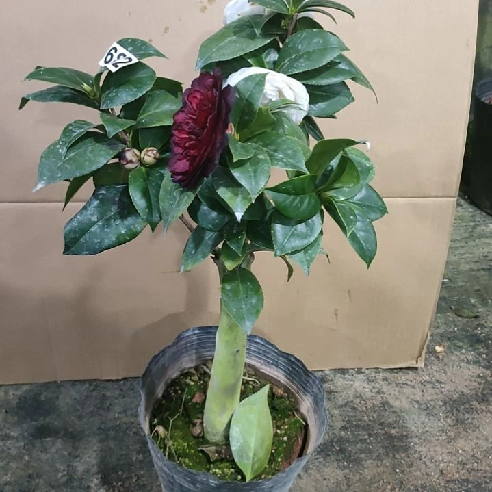 682墨川，白虎，原盆原土发货了