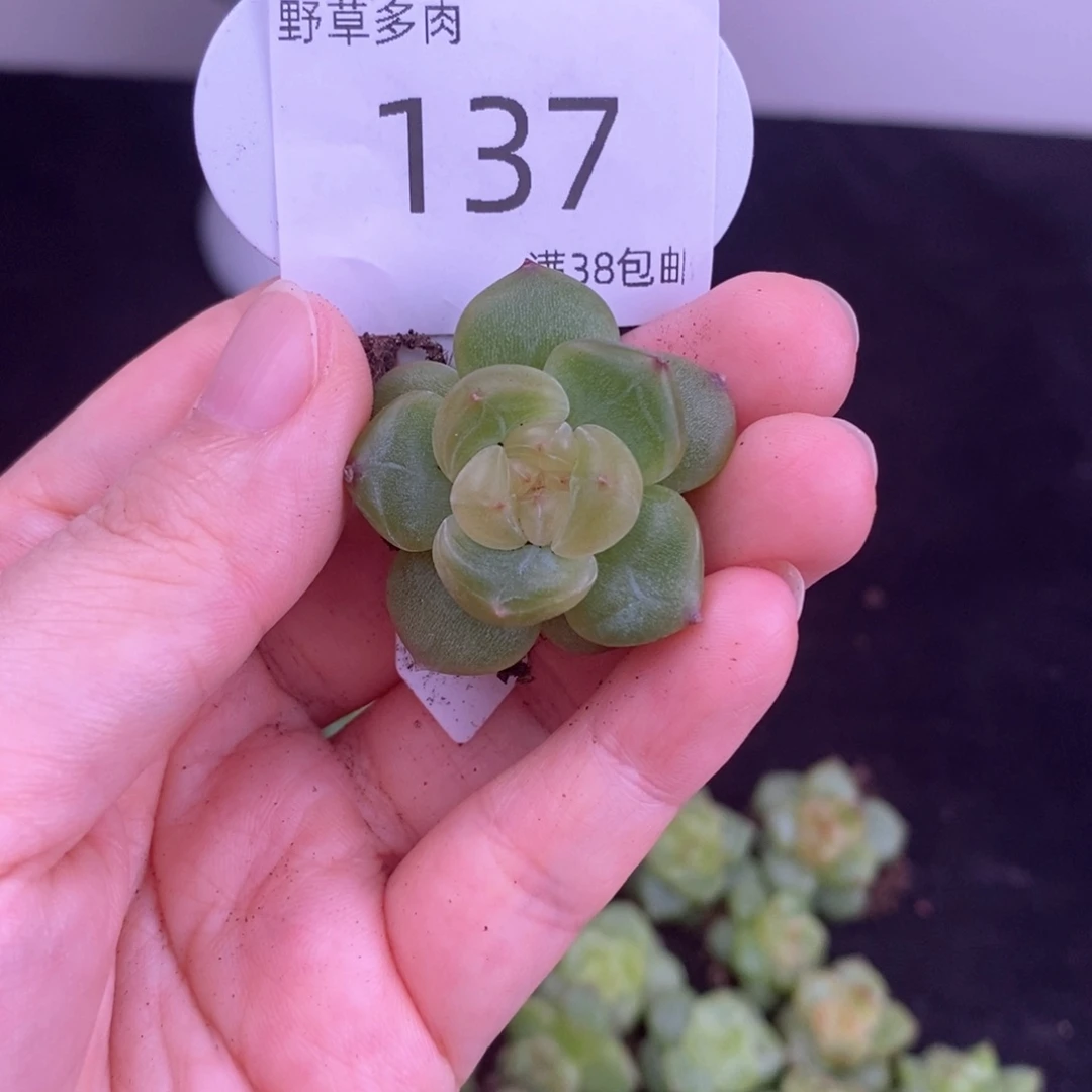 137号新品珍妮黄心