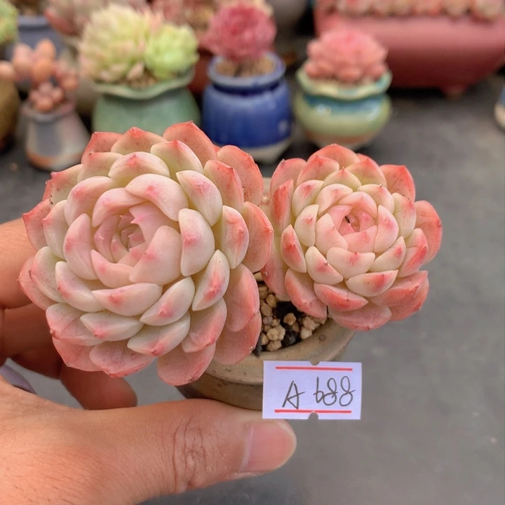 一物一拍满38包邮A688