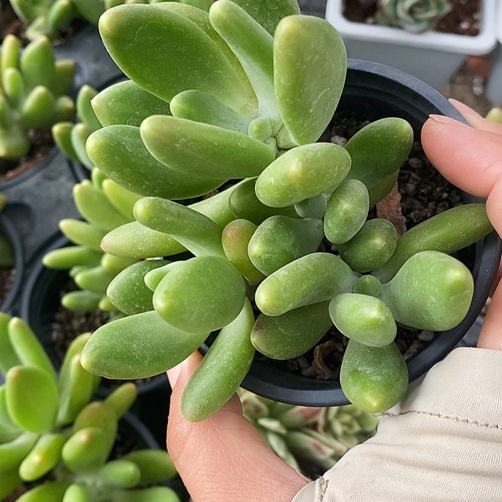 金蝉246899“l l l l m m