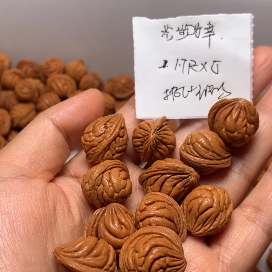 野生龙纹桃核霸王龙