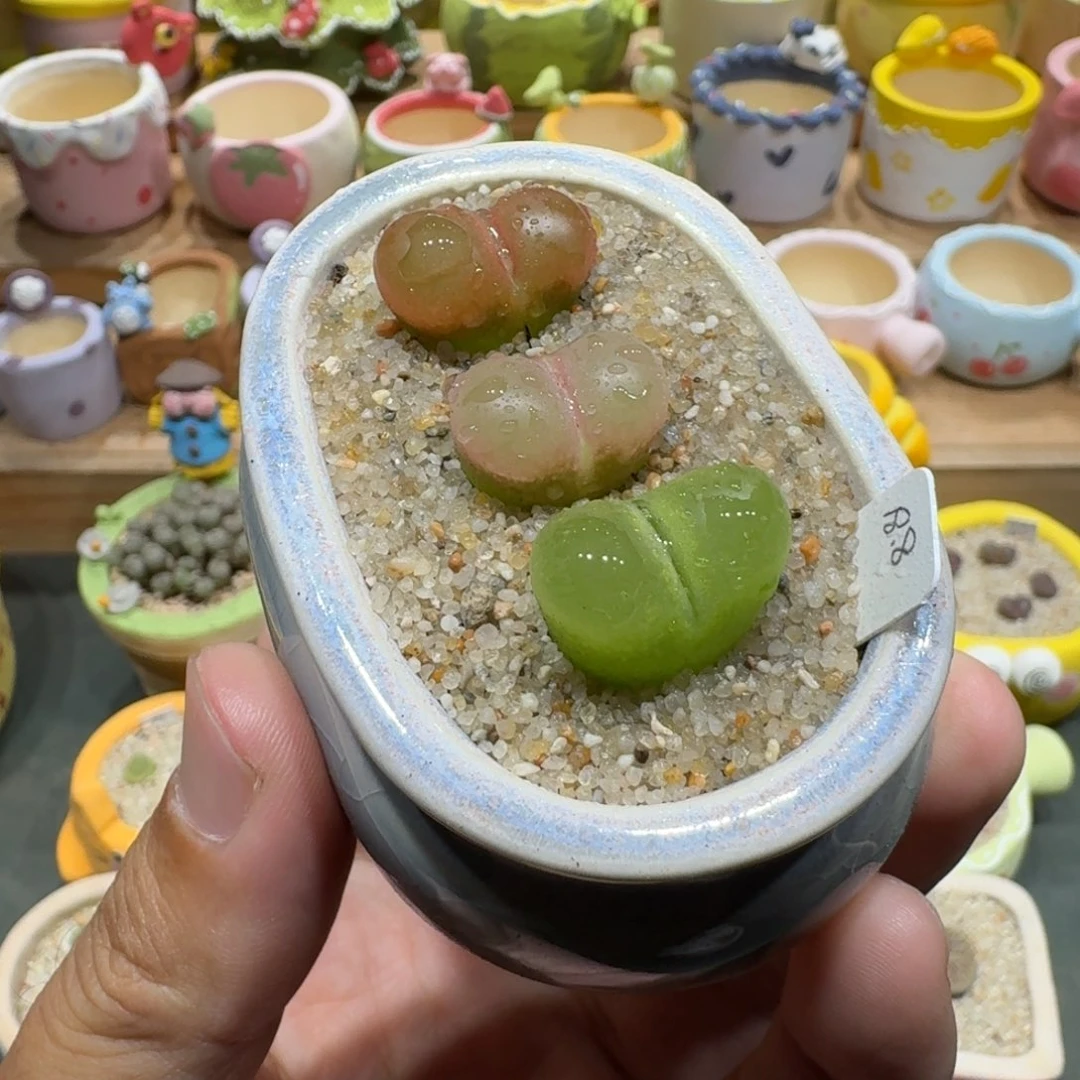 蘑菇1183毛汉尼彩拼多肉植物