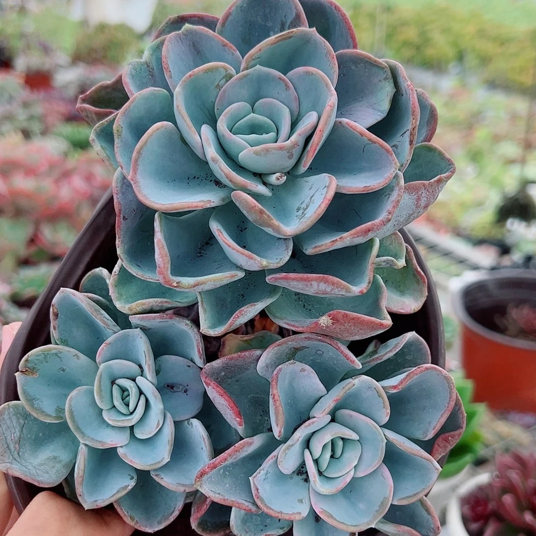 美尻大单头带多仔精品特价