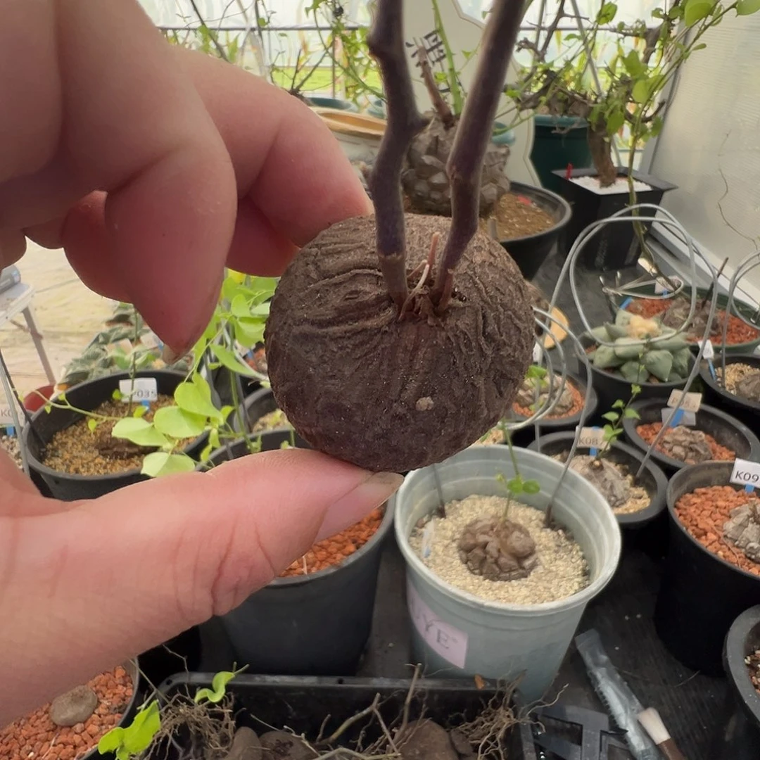 多肉植物专拍 一物一拍 南非龟甲龙26