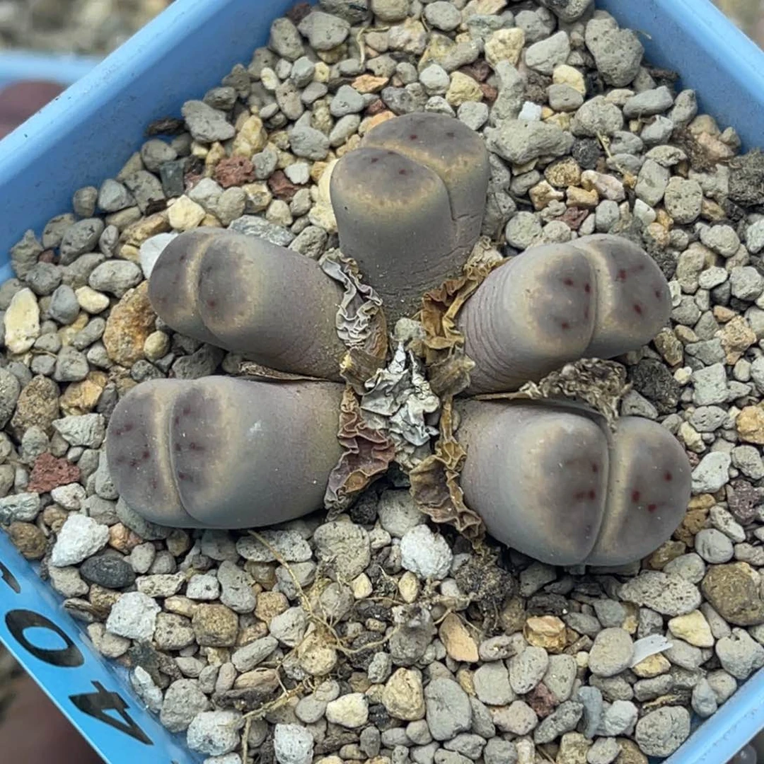 4039五头惜春一颗。