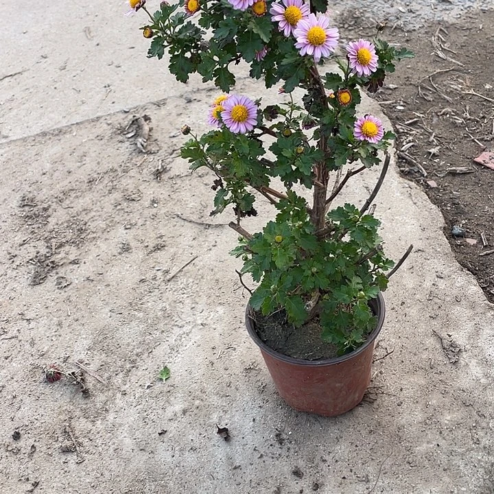 如***是完全开放30菊花菊花家