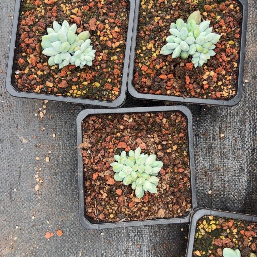 葡***子多肉植物多肉植物