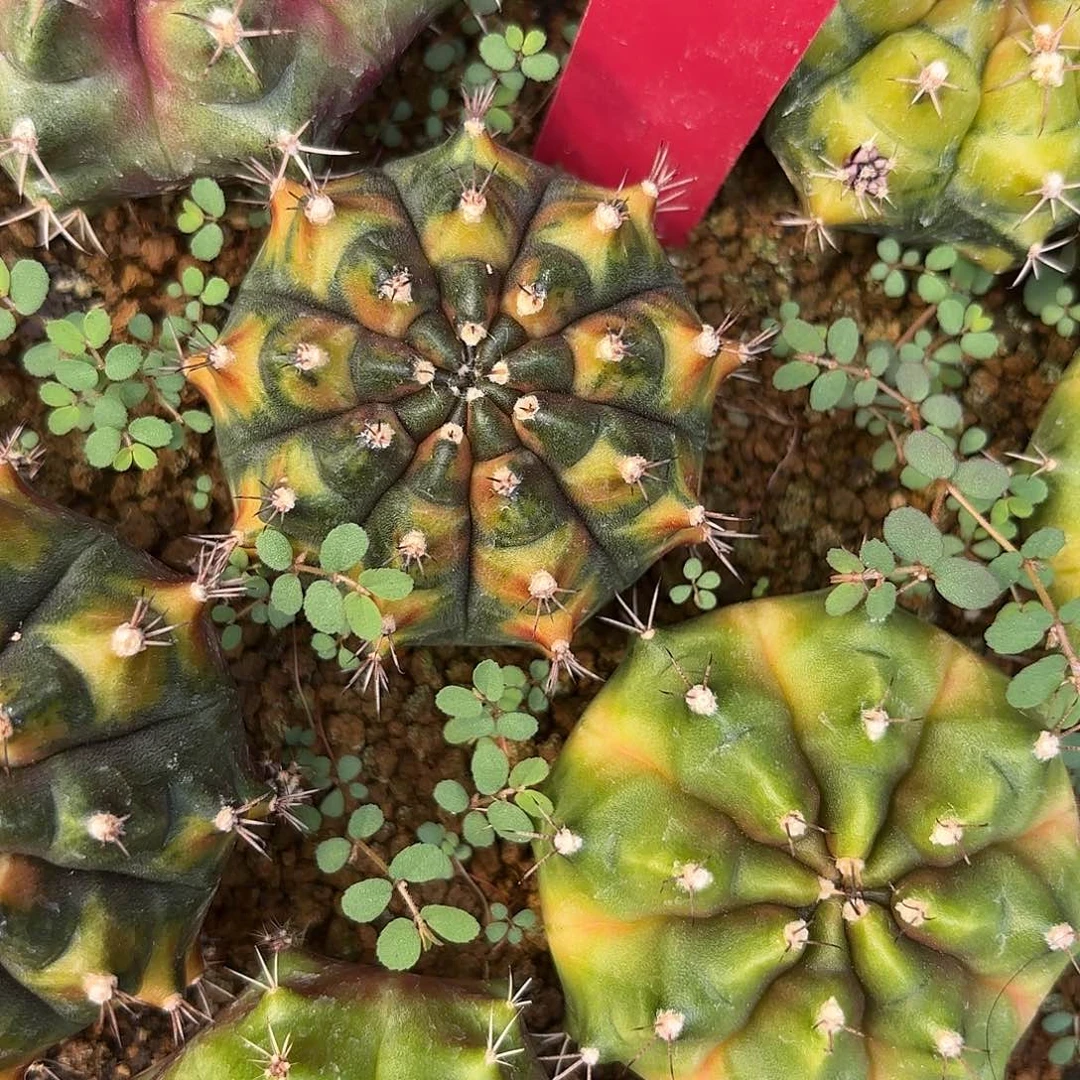 177-1025泰国发货多肉