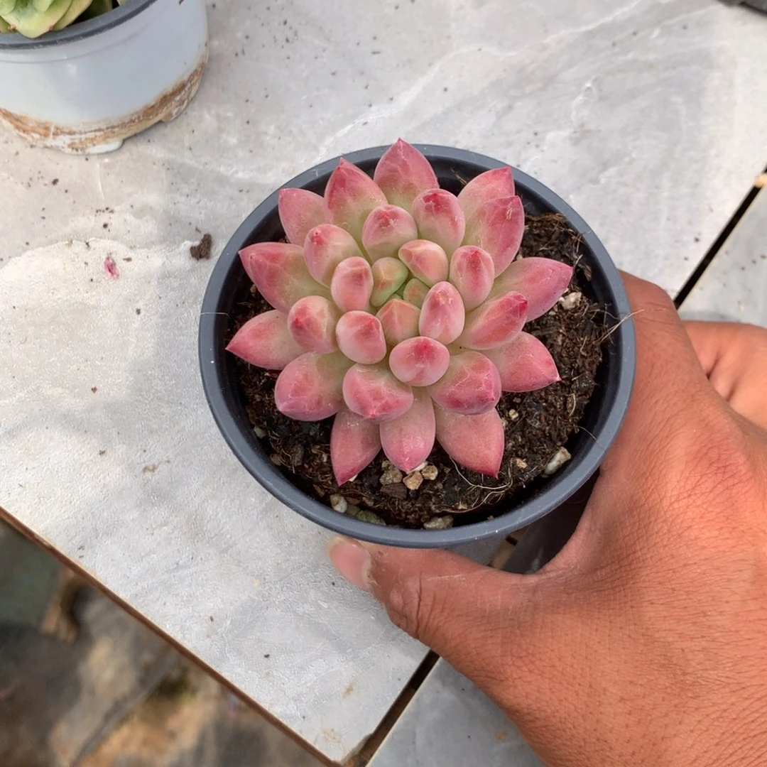 简***光那好吗明天给钱哇