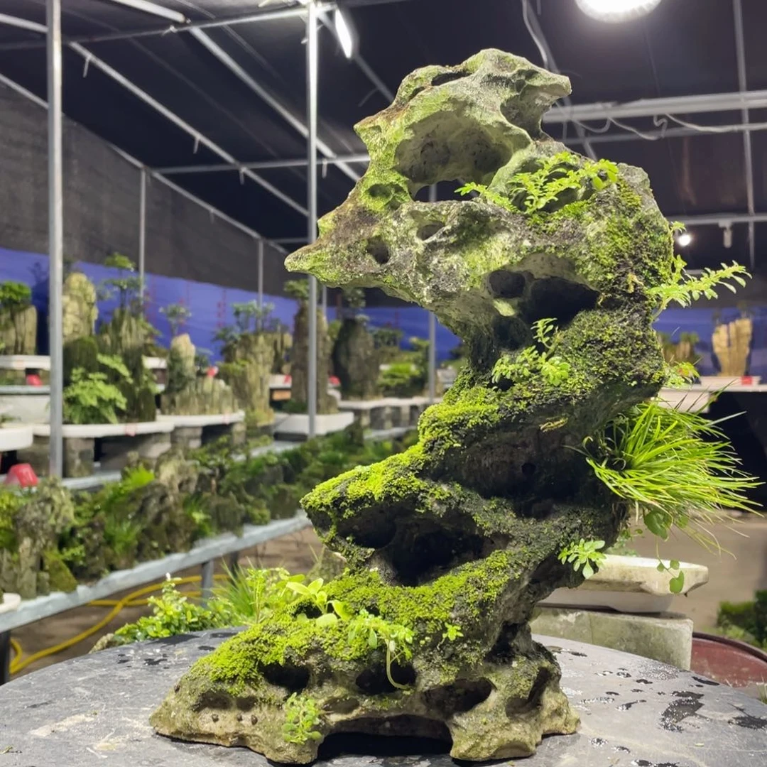 闲***鶴无花朵新品上架一套送手