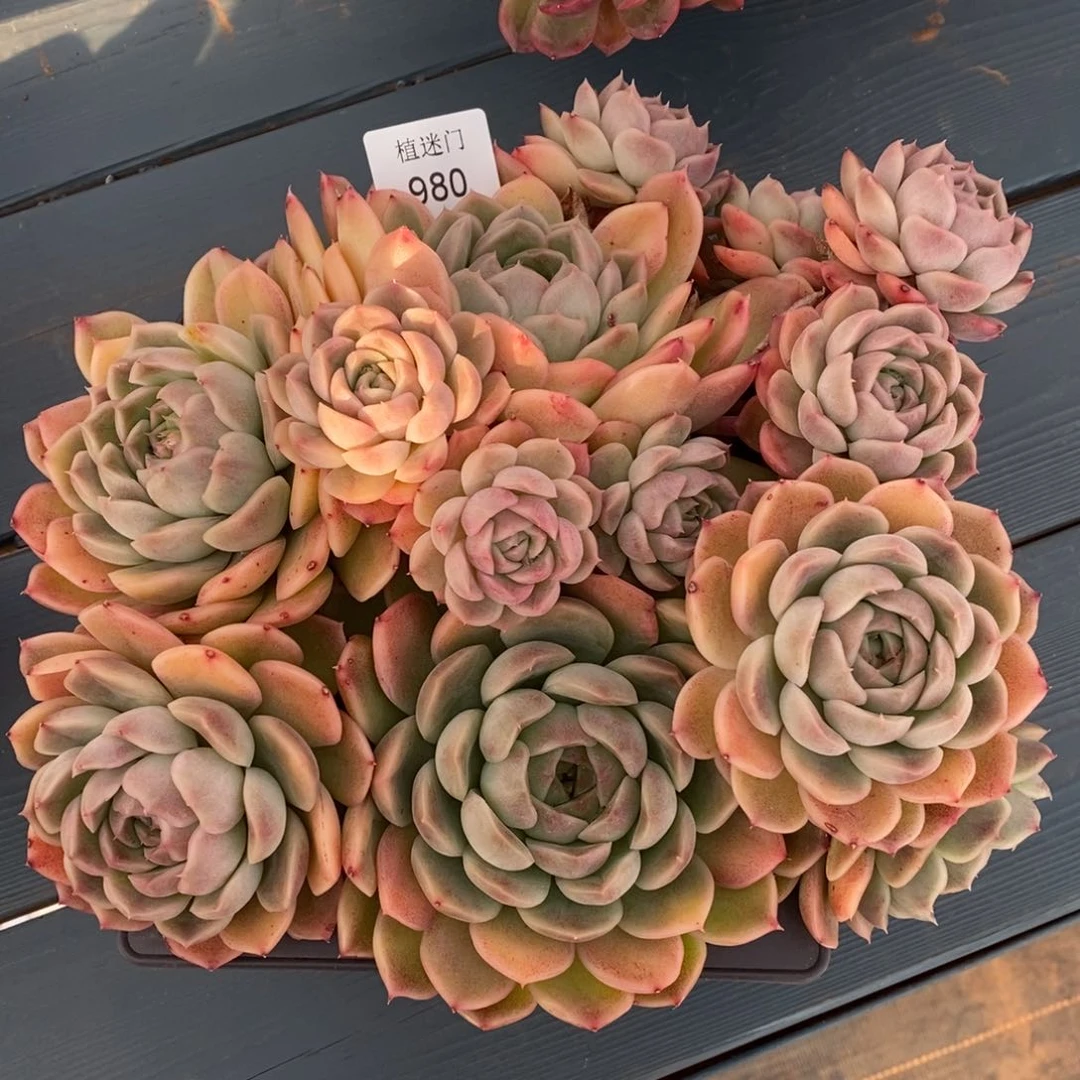 S****ฅ杂交精品多肉980