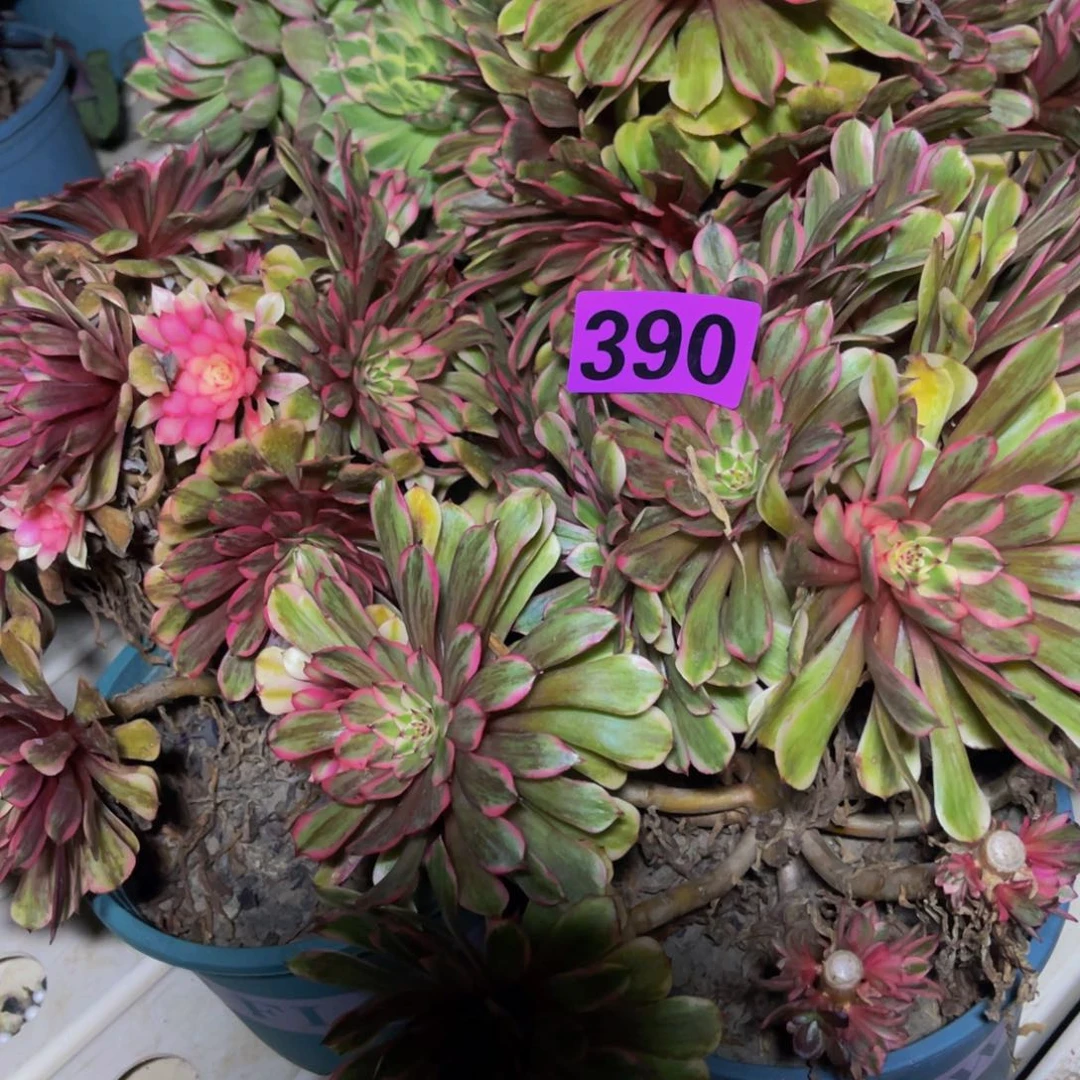 砍头苗法师7///20包邮