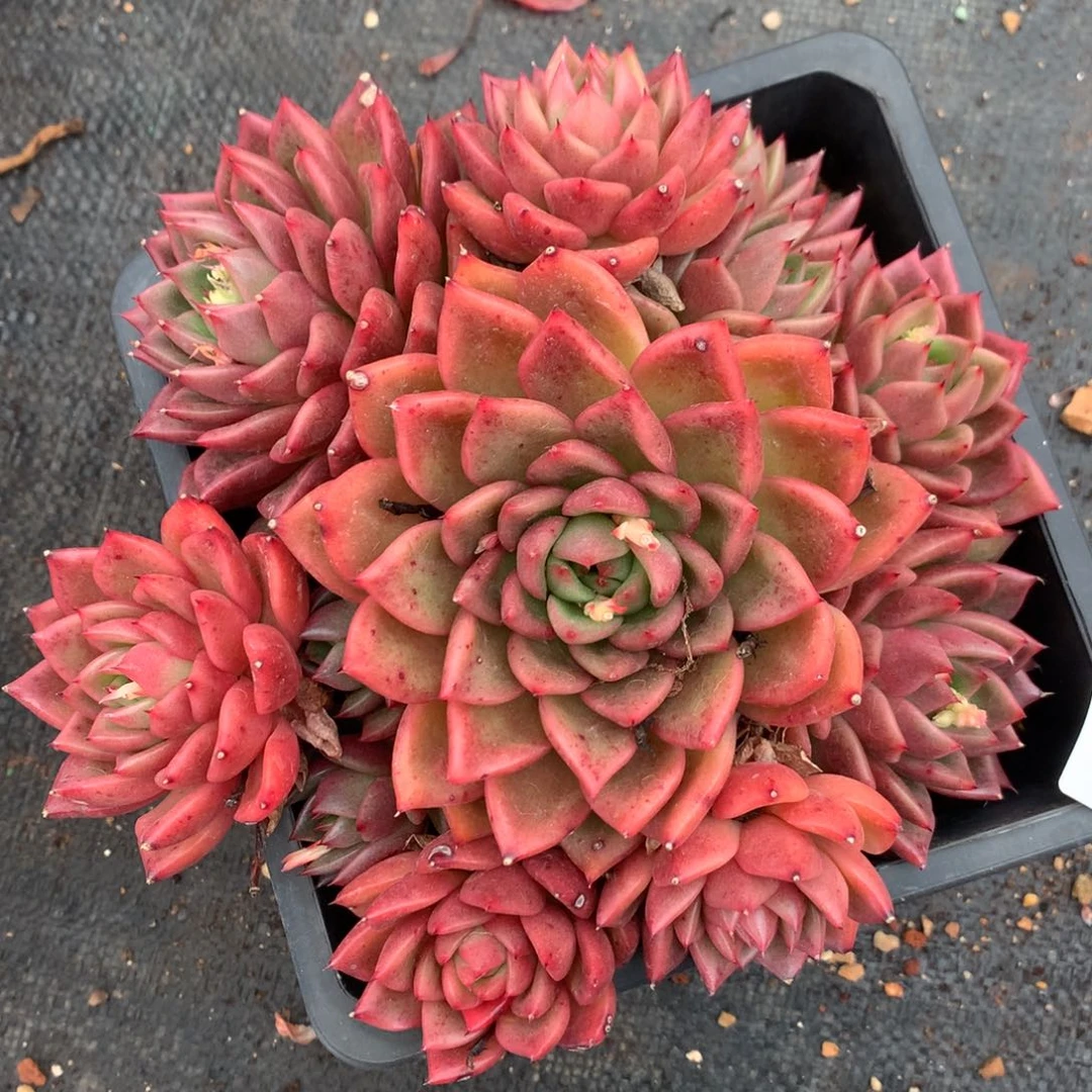 2058杂交精品基地18厘米