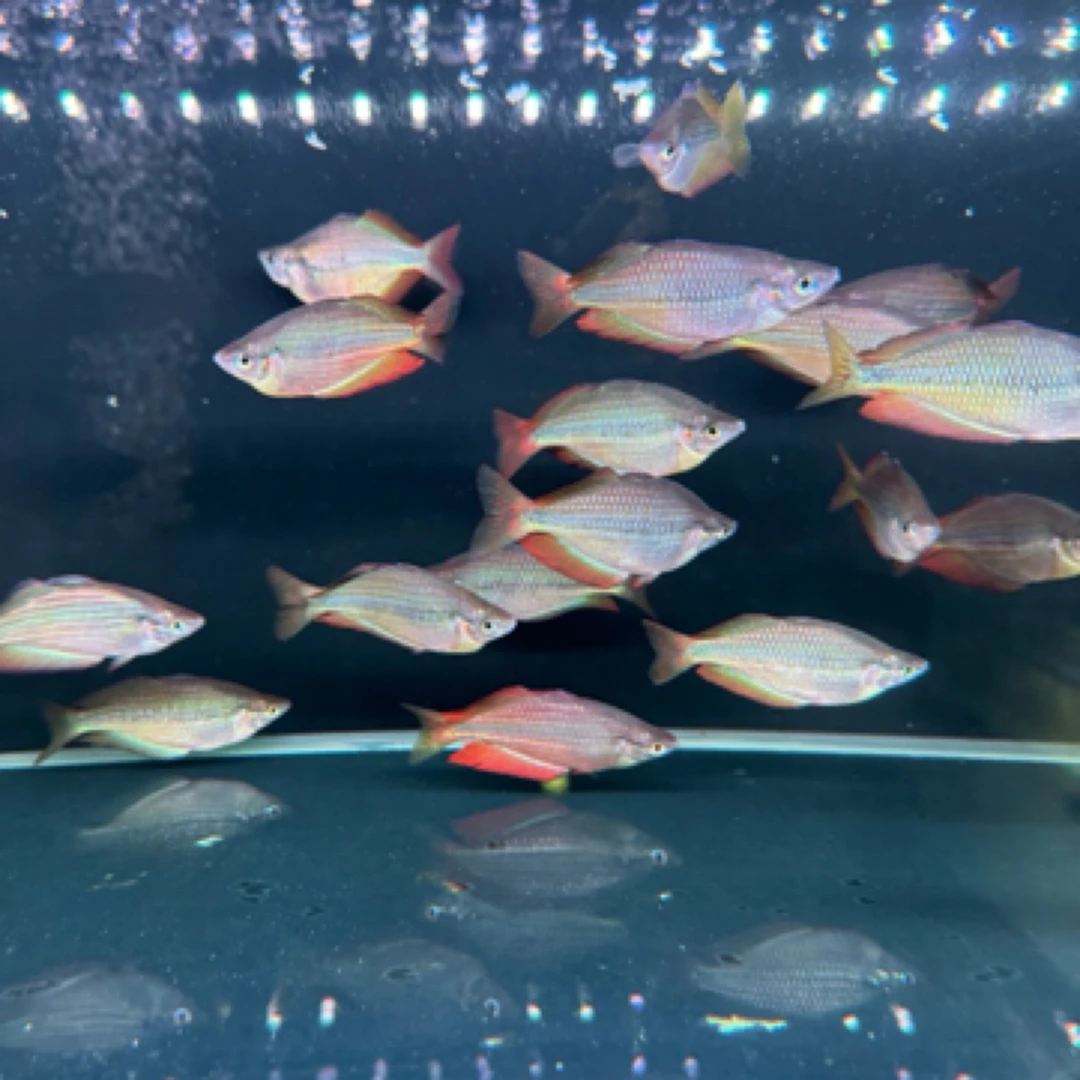 明天甄选｜黄金凤凰美人大号小型热带淡水鱼，运输过程会产生惊色