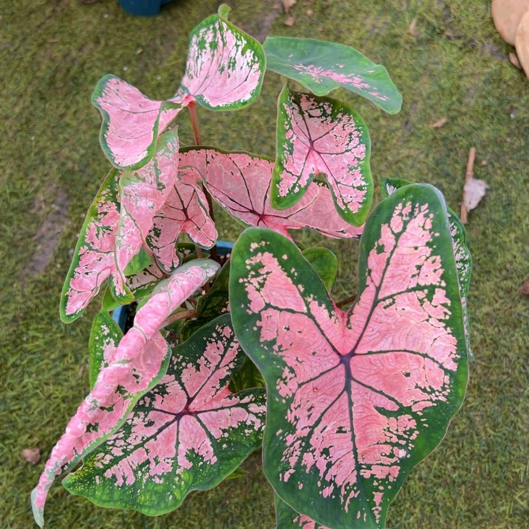 无花朵粉色飞溅彩叶芋16