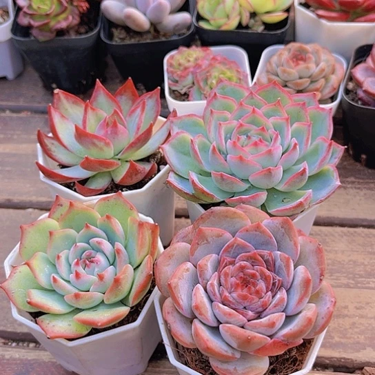 惊鸿。  吉娃娃。糖心。 侧影