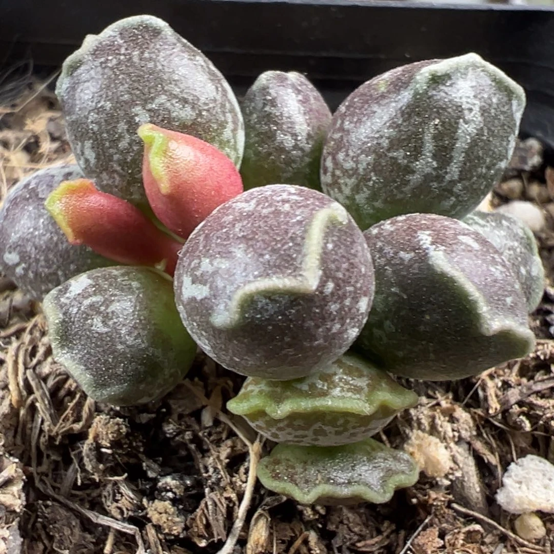变异达摩海豹多肉植物水泡
