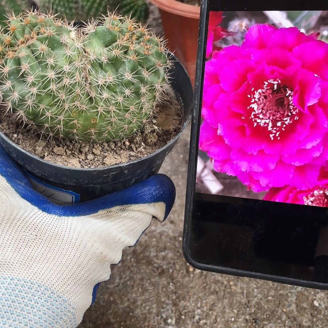 月轮自根球双头一颗