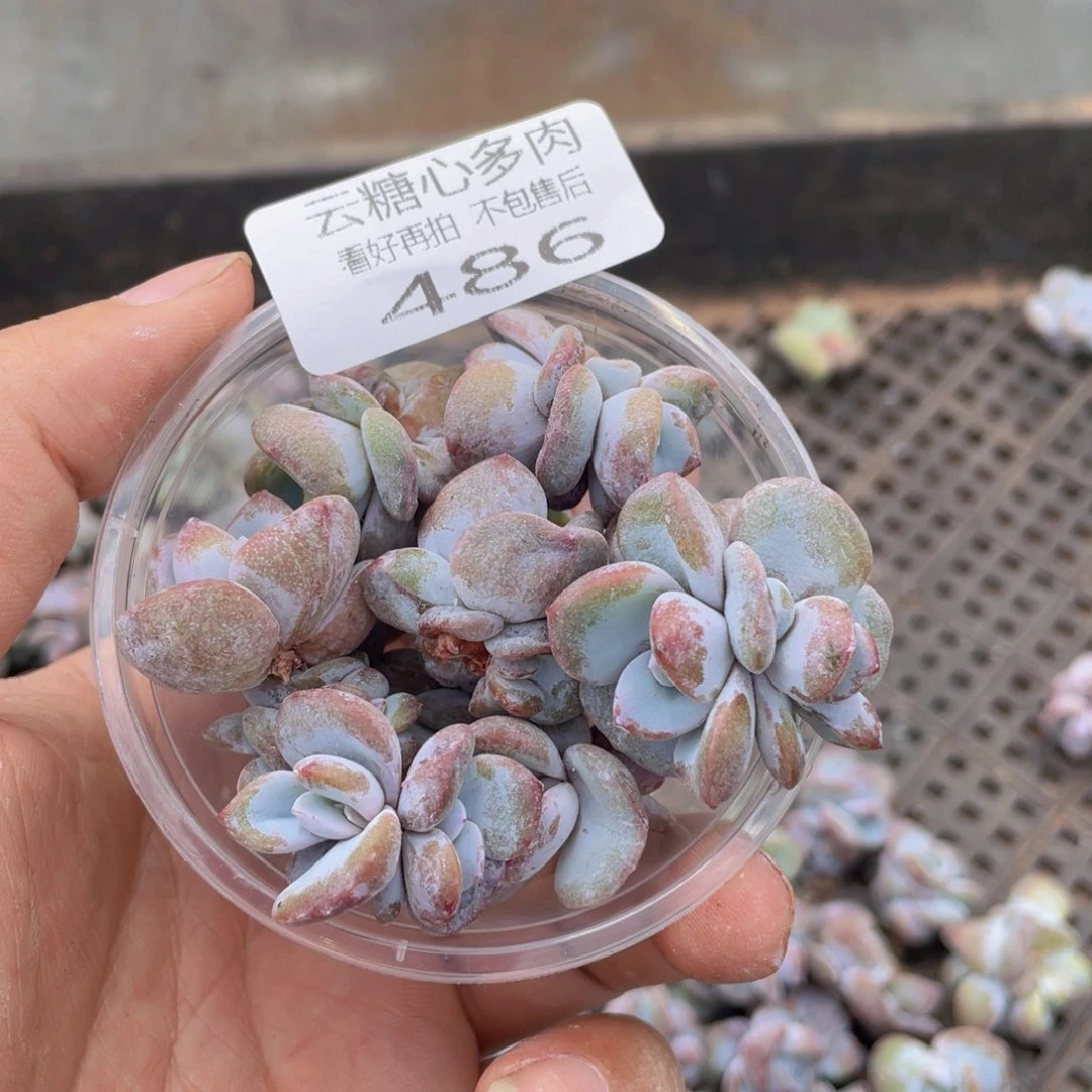 云糖心多肉植物486