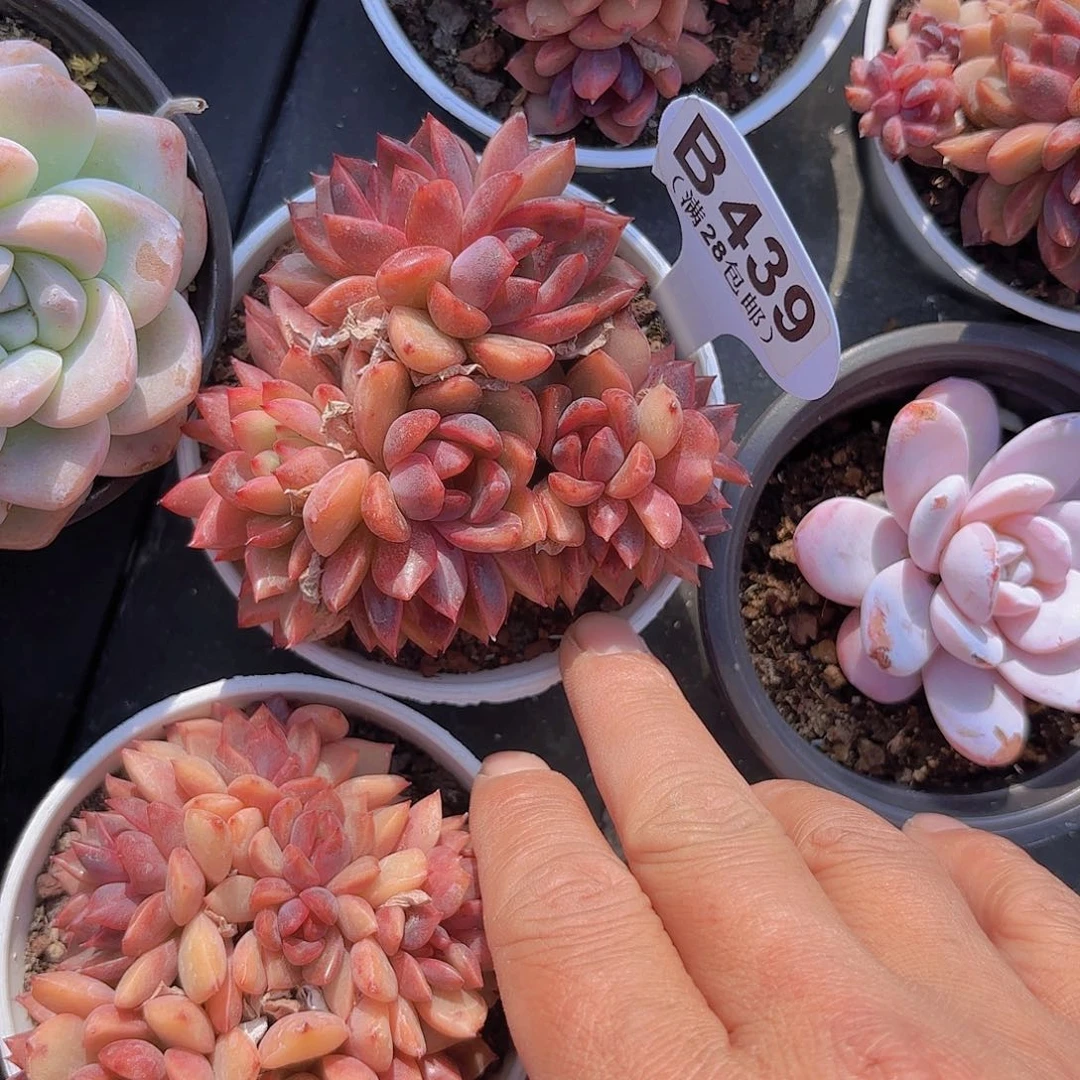 B439黑天鹅一物一拍