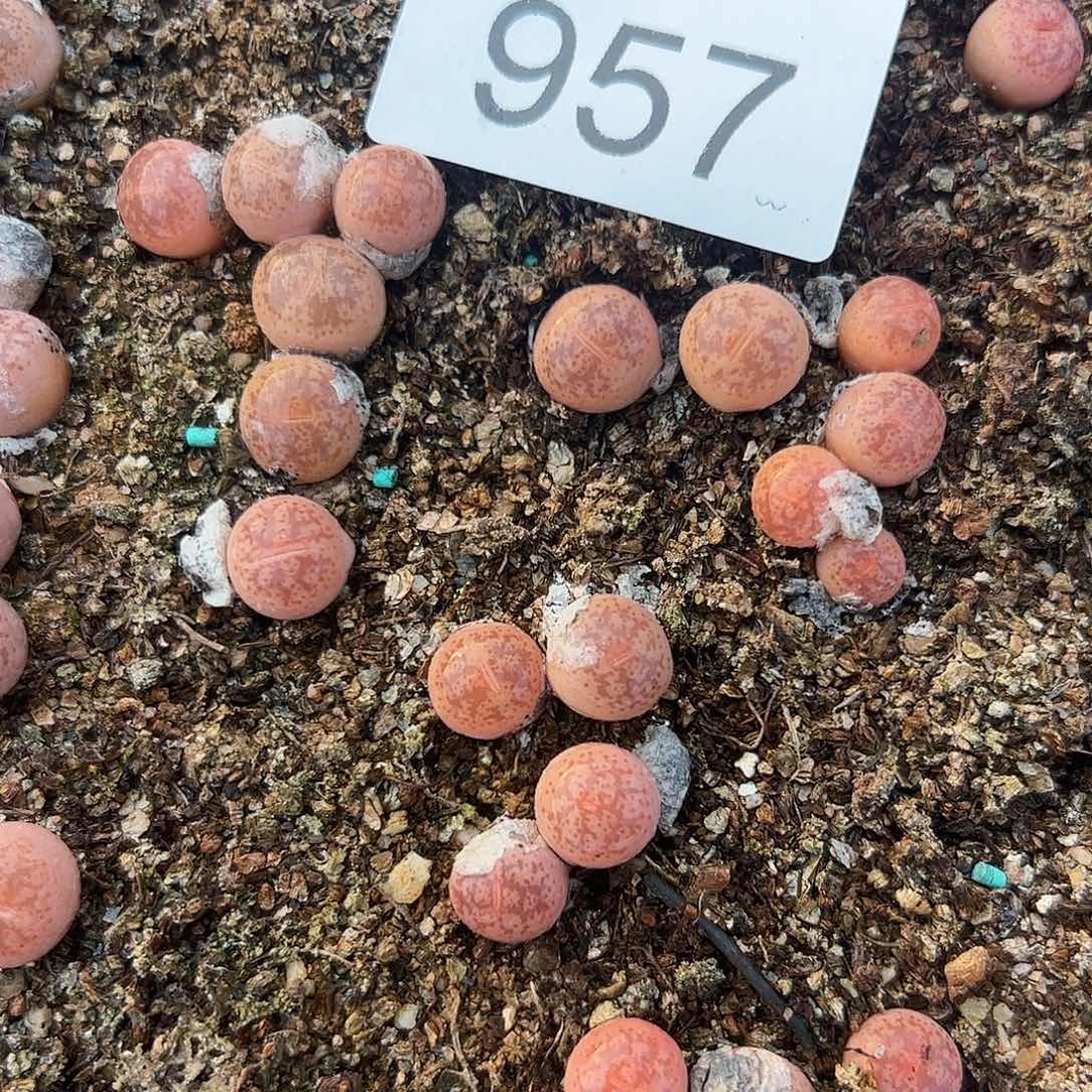 量拍彩研3颗一组     957