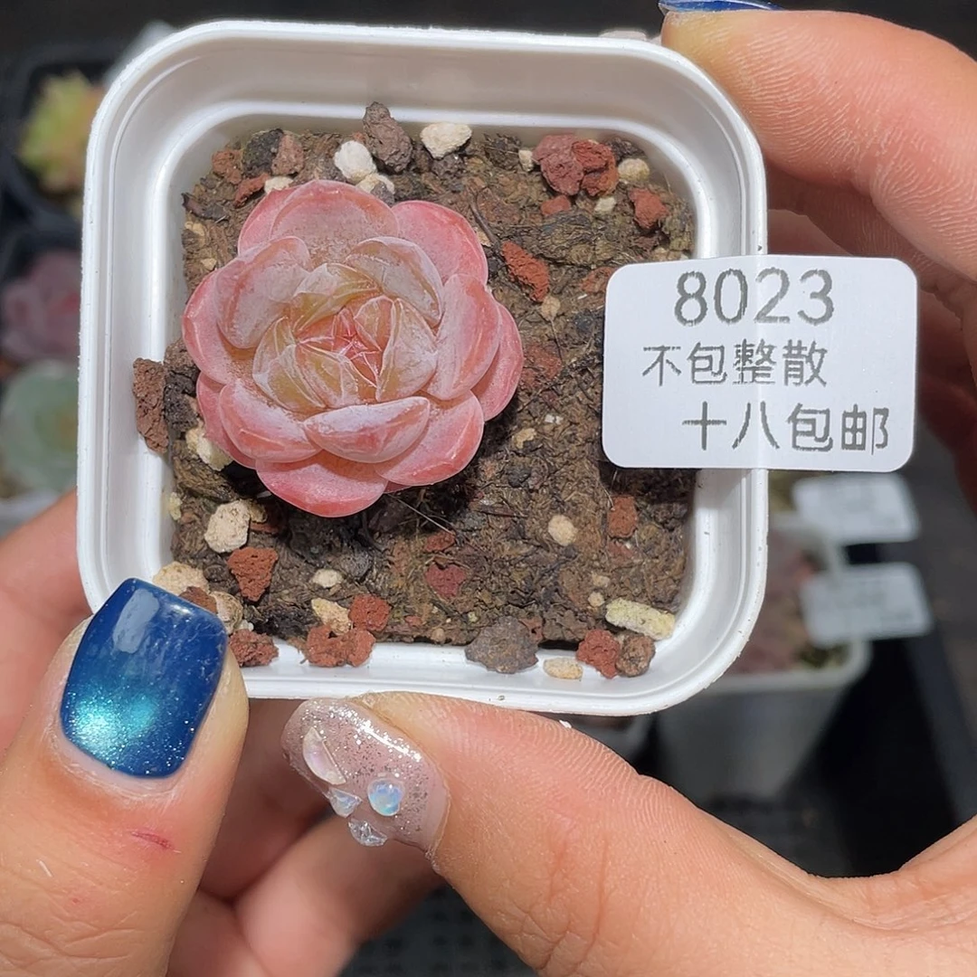 8023。 勾玉。