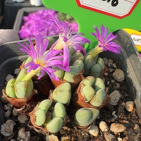 密密麻麻密密麻麻5018