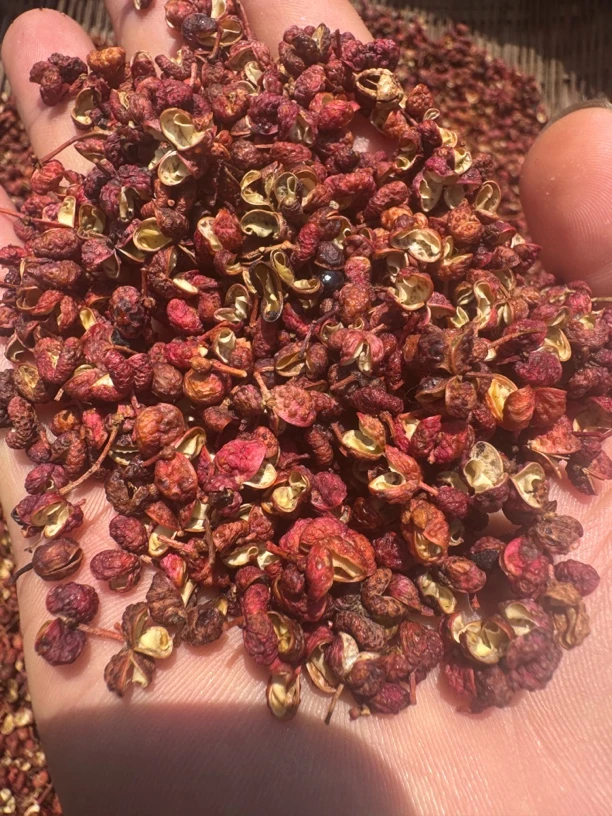 【田寨主】花椒贵州高山野生花椒