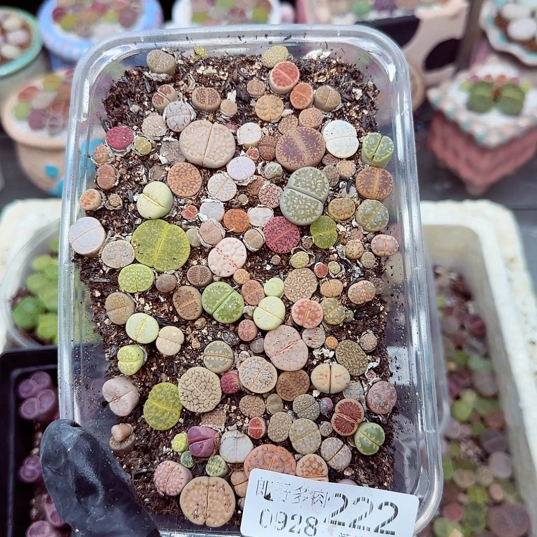 生石花满18包邮0928-222