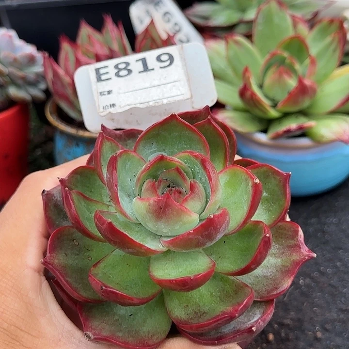 惊鸿一物一拍包装收缩花旱819