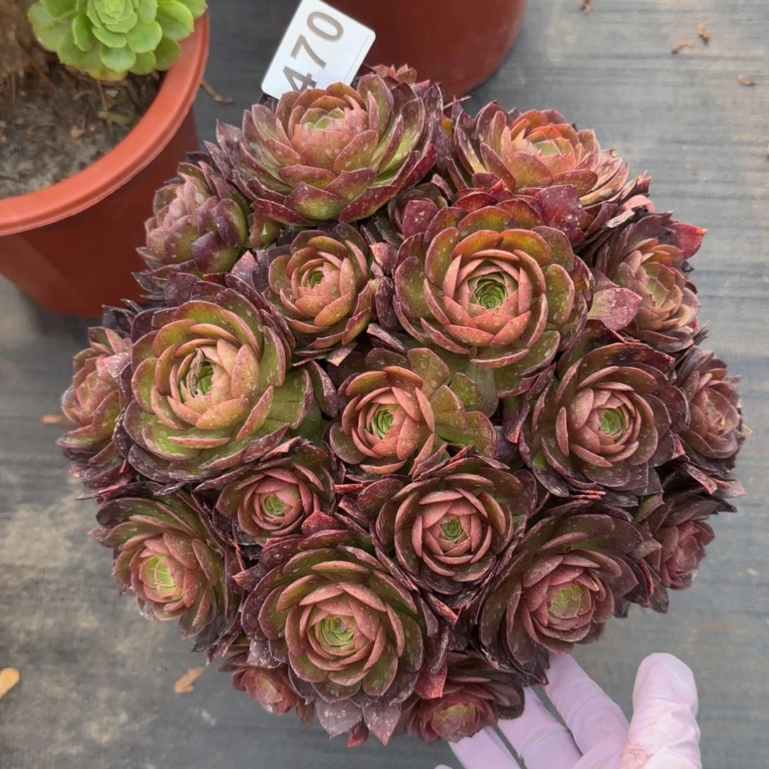 芳*470多肉植物若桃