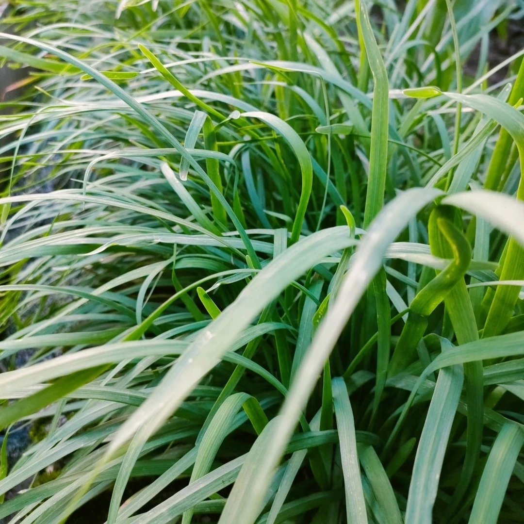 【汇峰农场】自家种植安心韭菜2/3斤装 新鲜现割 顺丰快递
