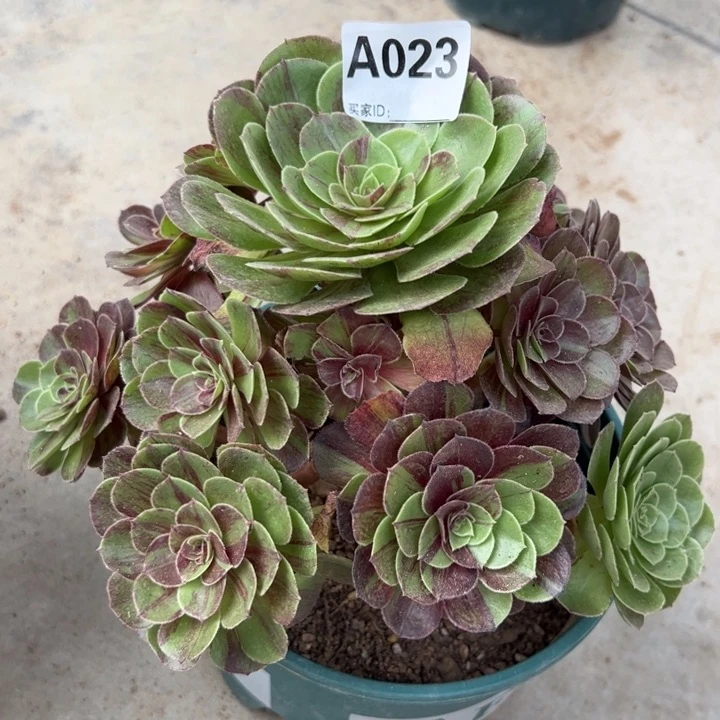 023花月夜22厘米左右