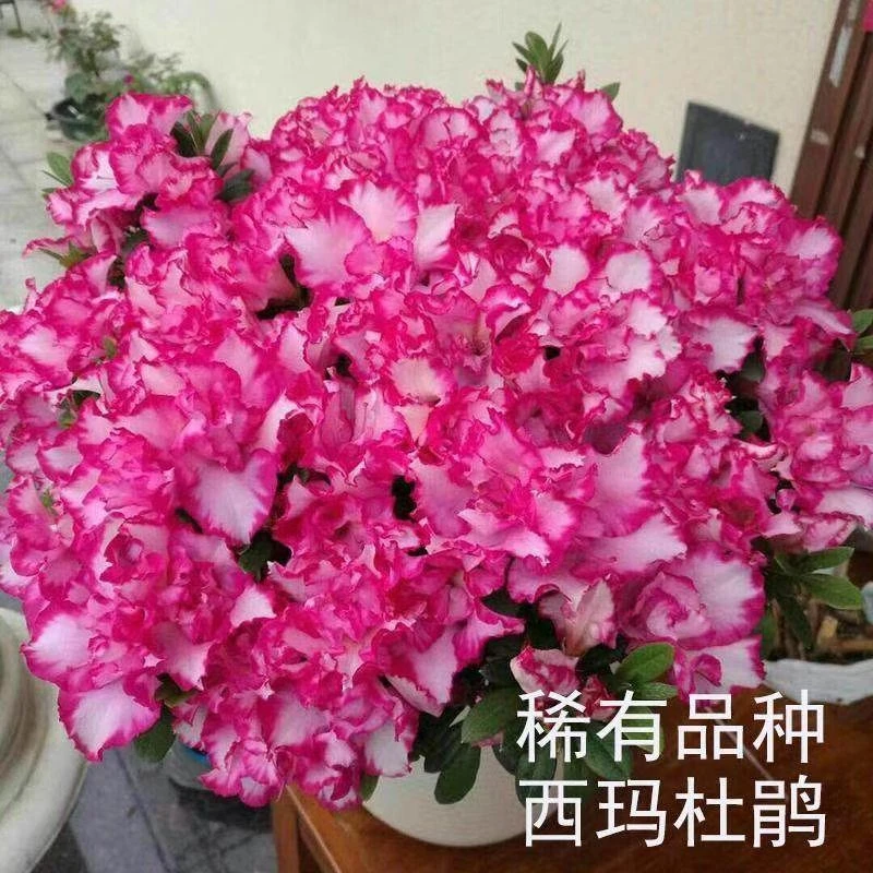 西玛杜鹃四季新品种多种造型游龙时杜鹃开花映山丹东大红盆栽绿植