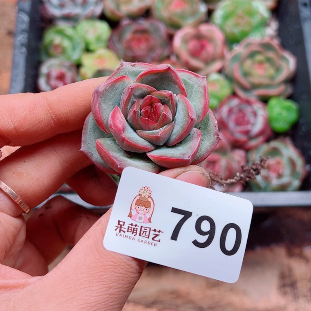 多肉植物多肉植物