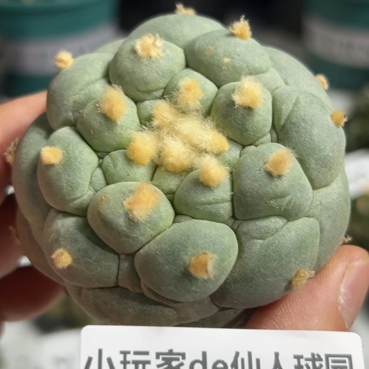 285可节后发货 可帮发根