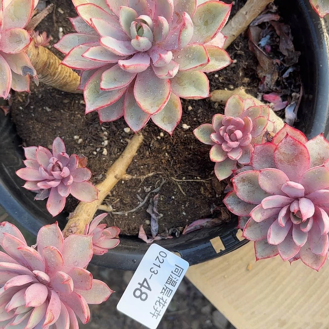 同温层多肉48赫拉