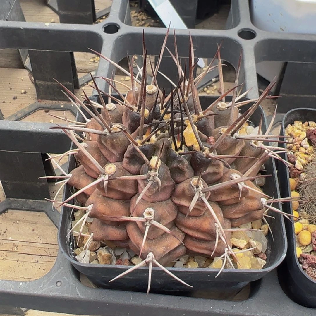 330实生根多肉植物带盆土