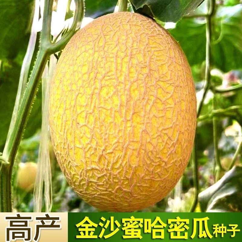 【苞出芽】【厂家直销】黄皮哈密瓜种子瓜种大全香瓜甜瓜西瓜新秋冬种