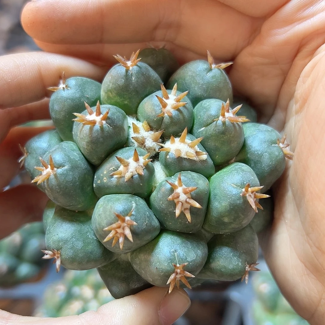 自根短豪刺獠牙7公分