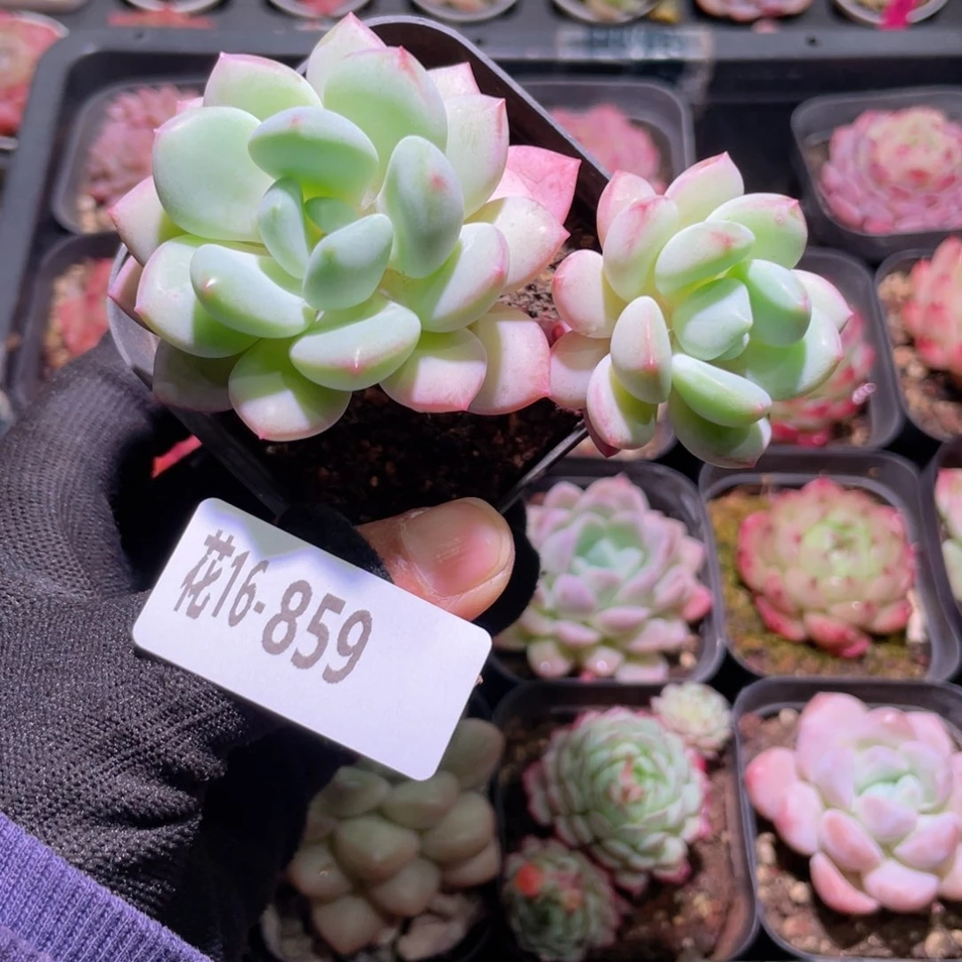 花利美16-859玉兔