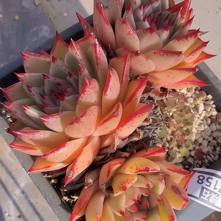 红颜密语27158多肉植物