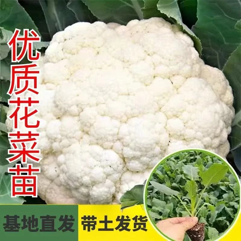 高产花菜苗秧苗青梗松花菜苗花椰菜白菜花种籽耐寒秋冬季蔬菜苗孑