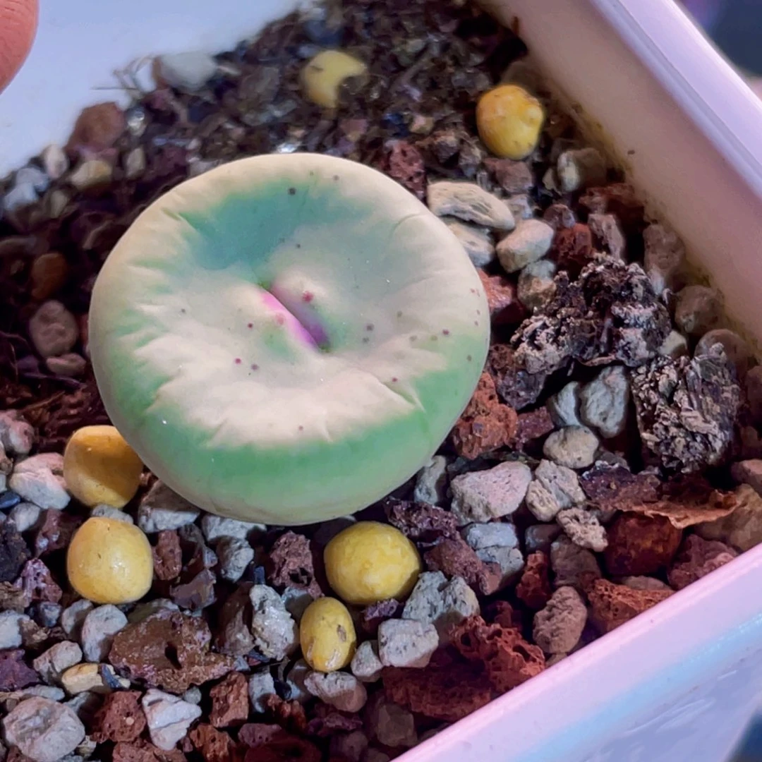 dows嘴植物一物一拍