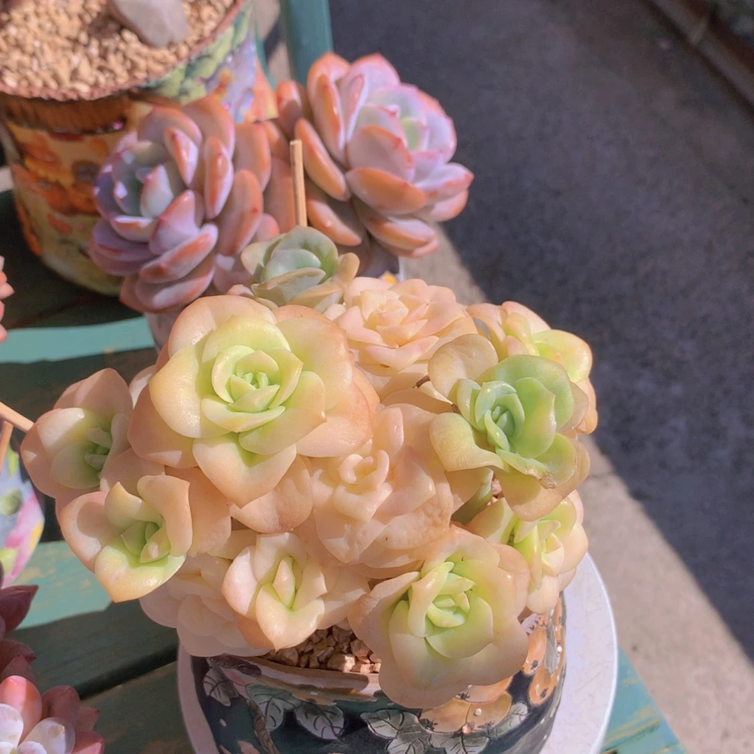 可爱玫瑰锦自然群老桩